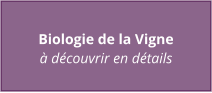 Biologie de la Vigne à découvrir en détails